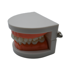 Modèle de dents dentaires, modèle d'étudiant pour matériel pédagogique, 28 dents/modèle de dents pour l'enseignement - Product Image 2