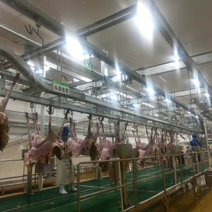 Ligne complète de traitement des carcasses de moutons et de chèvres pour les abattoirs de moutons et de chèvres - Product Image 2