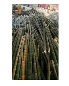 Natur Bambus stangen gerade Stange Bambus aus gepflanzten Wald große Bambus stöcke