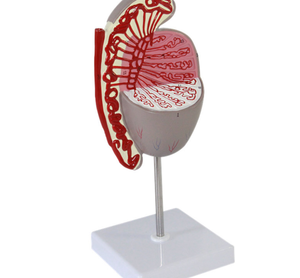 Modello Anatomico Didattico di Testicolo Umano per l'Educazione Medica, Modello di Testicolo Ingrandito - Product Image 2