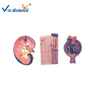 Modelo de Glómerulo Renal de PVC de Alta Definición, Ampliado, para Educación en Clínicas de <span class=keywords><strong>Urología</strong></span> Hospitalaria, Recursos de Enseñanza, CE ISO ROHS - Product Image 2