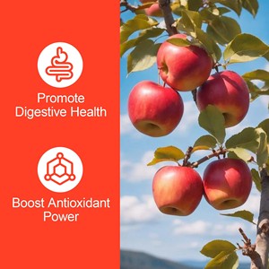 Gummies au vinaigre de cidre de pomme de haute qualité, contenant de l'acide folique et de la vitamine B12, favorisent la santé digestive, gummies amincissants pour adultes - Product Image 4