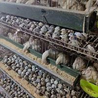 Système de cages pour animaux de compagnie OEM avec mangeoire automatique à trémie, type H, pour cailles pondeuses
