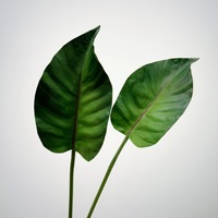 Tanaman Buatan Batok Kelapa (Bird of Paradise), Palem Wisatawan, Daun Premium, Aksesoris Rangkaian Bunga, Lanskap Taman