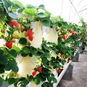 Invernadero de tomate de cuatro columnas para plantar frutas y verduras, Torre hidropónica para cultivo interior de verduras y frutas