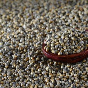 Millet perlé doré de qualité supérieure - Product Image 1
