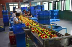 Odea Phase 2 Orange <span class=keywords><strong>Tennis</strong></span> pour débutants sans stress approuvé par l'ITF pour enfants - Product Image 5