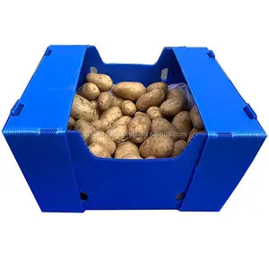 PP Plastic Corrugated Foldable Potato Packaging Tomato Broccoli Vegetable Storage Box Polypropylene Corflute Plastic Container