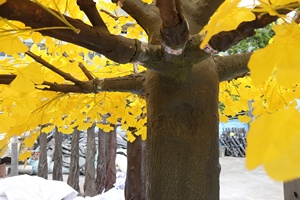Alberi di <span class=keywords><strong>Ginkgo</strong></span> Biloba Artificiali Personalizzati con Foglie Gialle per Decorazioni Paesaggistiche Autunnali - Product Image 5