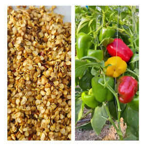 พริกหวานหลากสี ต้นไม้ประดับสวยงาม ตกแต่งสวนดอกไม้ - Product Image 2