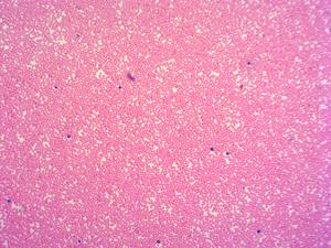 Medizinische Wissenschaft Biotechnologie Herstellung Histologie Folien Lernen von Verbindungs gewebe laborgeräten - Product Image 5