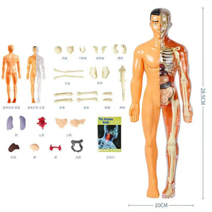 Modelo de Torso Humano 3D al por Mayor para Niños, Juguete Educativo de Anatomía para Ensamblar Órganos, Herramienta de Enseñanza - Product Image 2