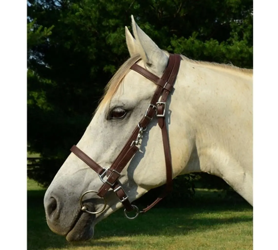 Horse BLACK Leather Combination Halter Bridle/LEATHER HALTER WITH BRIDLE