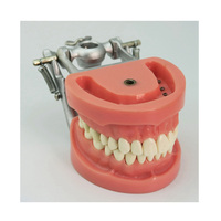 Modelo de dientes simulados estándar Modelo de entrenamiento de estudio dental 32 piezas Dientes extraíbles
