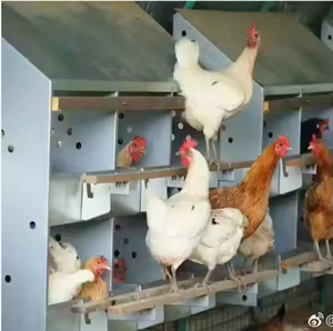 New Boost thương hiệu 24 lỗ gà Coop trứng đẻ hộp làm tổ nhúng nóng thép mạ kẽm 1 năm bảo hành 96-100 Gà Công suất - Product Image 5