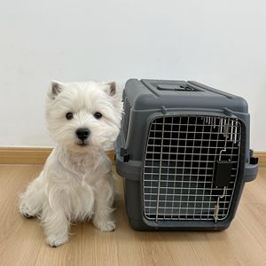 XS-XXXL Cages <span class=keywords><strong>de</strong></span> <span class=keywords><strong>transport</strong></span> pour animaux <span class=keywords><strong>de</strong></span> compagnie caisse à air boîte approuvée par les compagnies aériennes étuis en plastique <span class=keywords><strong>Cage</strong></span> <span class=keywords><strong>de</strong></span> <span class=keywords><strong>transport</strong></span> pour animaux <span class=keywords><strong>de</strong></span> compagnie - Product Image 1