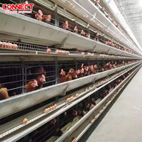 Grand Système d'Élevage Automatisé pour 50 000 Poulets de Ponte, Équipement Avicole Industriel pour Ferme à Poules Pondeuses, Fourniture de Cages