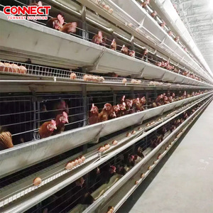 Nhà Máy Lớn 50000 Gà Hệ Thống Thức Ăn Tự Động Đặt Gà Gia Cầm Thiết Bị Chăn Nuôi Chick Lớp Trang Trại Hệ Thống Cung Cấp Lồng - Product Image 6