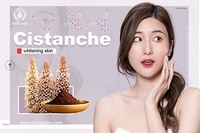 Comprimés de Cistanche en gros OEM, 40 % de glycosides totaux, 10 % d'échinacoside, ingrédients à base d'extrait de Cistanche Tubulosa pour l'anti-âge