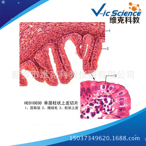 Single-layer columnar epithelial section, epithelial tissue, biological specimen, teaching equipment, <b>microscope</b> slides. - Product Image 5