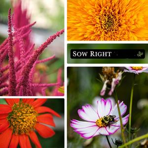 Bouquets de <span class=keywords><strong>fleurs</strong></span> coupées non-OGM de collection, tournesols, marguerites, cosmos, œillets, zinnias attrayants <span class=keywords><strong>pour</strong></span> la maison, attire <span class=keywords><strong>les</strong></span> pollinisateurs - Product Image 3