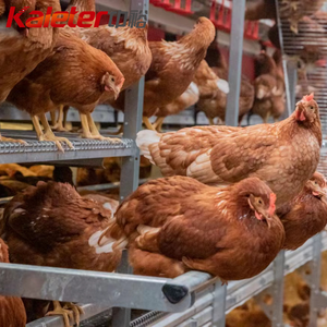 Kaleter Bienestar Animal, Gallinero Libre de Jaulas, Granja Avícola de Gallinas Ponedoras, Nido con Recolección Automática de Huevos - Product Image 3