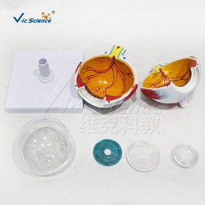Modello Anatomico dell'Occhio Umano Ingrandito 3 Volte con 6 Parti per l'Insegnamento Medico - Product Image 3