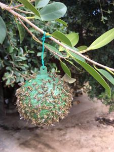 Trampa <span class=keywords><strong>para</strong></span> Moscas Esférica de Papel de 8 cm, Desechable, Impermeable, Ecológica, No Tóxica, con Cordón <span class=keywords><strong>para</strong></span> Control de Insectos - Product Image 5