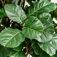 Plante artificielle d'eucalyptus en pot de 150 cm, grand arbre en soie artificielle, tronc réaliste, résistant aux UV et à l'eau, écologique, pour la maison et le bureau