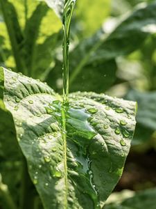 <span class=keywords><strong>Engrais</strong></span> liquide <span class=keywords><strong>complet</strong></span> pour la nutrition des plantes Ca, Mg, B, Zn, Fe Cultures plus fortes et plus saines - Product Image 1