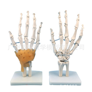 แบบจำลองข้อต่อมือ; แบบจำลองกระดูกอัลน่าและกระดูกรัศมีของมือ; โครงกระดูกมนุษย์; แบบจำลองโครงกระดูกมือมนุษย์ - Product Image 1