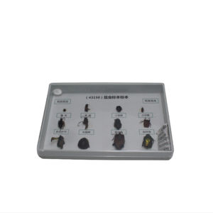 Espécimes Científicos Educacionais: Insetos Benefícios e Pragas para Educação Cognitiva sobre Insetos, Espécime de Inseto Verdadeiro (Minhoca), Ecológico - Product Image 1