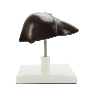 Modèles pédagogiques de l'anatomie du foie humain, y compris le hilum du foie, les vaisseaux sanguins, le lobe du foie, la vésicule biliaire, etc. - Product Image 1
