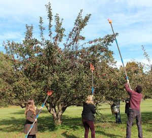 Tige télescopique légère en aluminium et acier inoxydable de 1,4 m à 4 m pour cueilleur de fruits avec panier, vente en gros personnalisée - Product Image 5