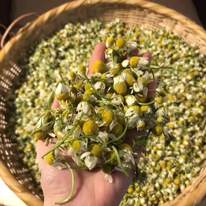 HUARAN Fabricante de flores secas personalizables Té de hierbas de manzanilla Flor de Manzanilla de buena calidad Precio barato Manzanilla - Product Image 6