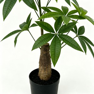 Artificial <b>Plant</b> Money Tree Simulation Large Green Leaves Home Decoration <b>Plastic</b> Potted Landscape Bionic <b>Plant</b> Fortune Tree - Product Image 6