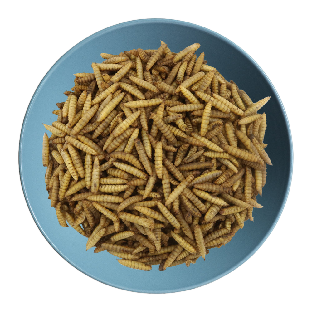 black soldier fly eggs