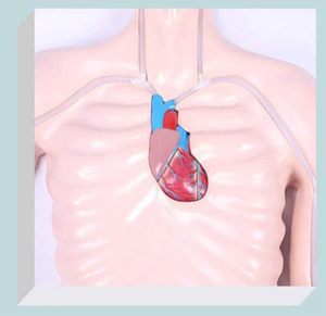 Mô phỏng can thiệp picc ngoại vi tĩnh mạch trung tâm ống thông tĩnh mạch mô hình giáo dục Mô hình hỗ trợ đào tạo giáo dục y tế - Product Image 2