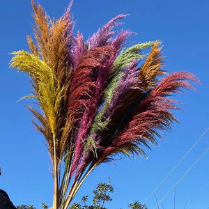 Herbes des marais séchés de la maison, 60 pièces (Y027), plantes naturelles brunes, pour un mariage, bon marché - Product Image 5