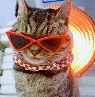 Lunettes de soleil œil-de-chat multicolores légères UV400 à monture complète pour animaux de compagnie, style décontracté, monture PC éblouissante, vente en gros pour chiens et chats