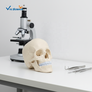 Modèle d'osselet humain en ostéopathie, 22 parties, version anatomique, modèle d'anatomie du crâne, modèle <span class=keywords><strong>de</strong></span> base du crâne - Product Image 5