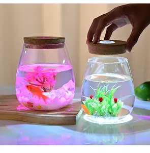 Hydroponic Plant Eco-bottle Water Culture Flowerpot Betta Fish Bottle Vessel Decoration Micro Landscape Wholesale Glass Vase