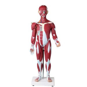 Modèle de muscle humain Qinghua 85 cm, modèle biomédical d'enseignement de la morphologie et de la structure musculaire du corps entier - Product Image 3