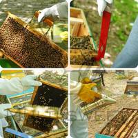 Kit d'Outils d'Apiculture et Équipement Apicole de 15 Pièces pour Ruche, par Multi-sweet Group