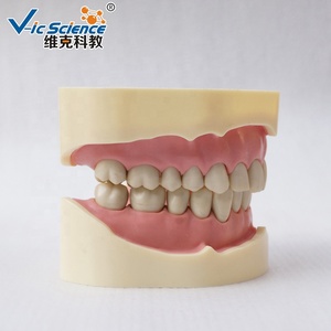 Modelo de dientes humanos para la ciencia médica, instrumento de imitación de frasaco dental, modelo educativo de ciencia médica - Product Image 5