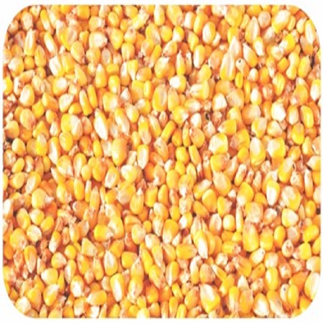 Новый урожай, желтая кукуруза, кукуруза для людей и животных, потребление желтой кукурузы от индийского поставщика Jenmark Global