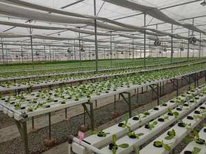 Grande giardino interno idroponico capannone di plastica di alta qualità serra agricola per verdura coltiva scatola di qualità fornitore - Product Image 5