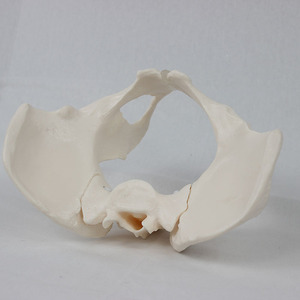 Modèle pelvien féminin articulé à l'échelle 1:1, squelette dynamique de hanche et de sacrum humains, outil pédagogique pour l'enseignement de l'anatomie pelvienne - Product Image 2