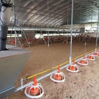 Bâtiment avicole à structure en acier économique pour l'élevage de poulets de chair et de poules pondeuses avec revêtement anticorrosion