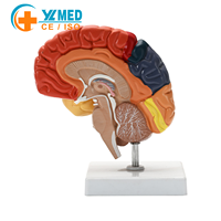 Modelo Anatómico de Cerebro Humano a Tamaño Real YULIN, con Zonas Funcionales Codificadas por Colores, Equipo de Enseñanza Médica, CE/ISO